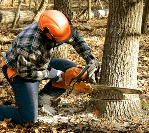 Tree Removal in Bevington, IA